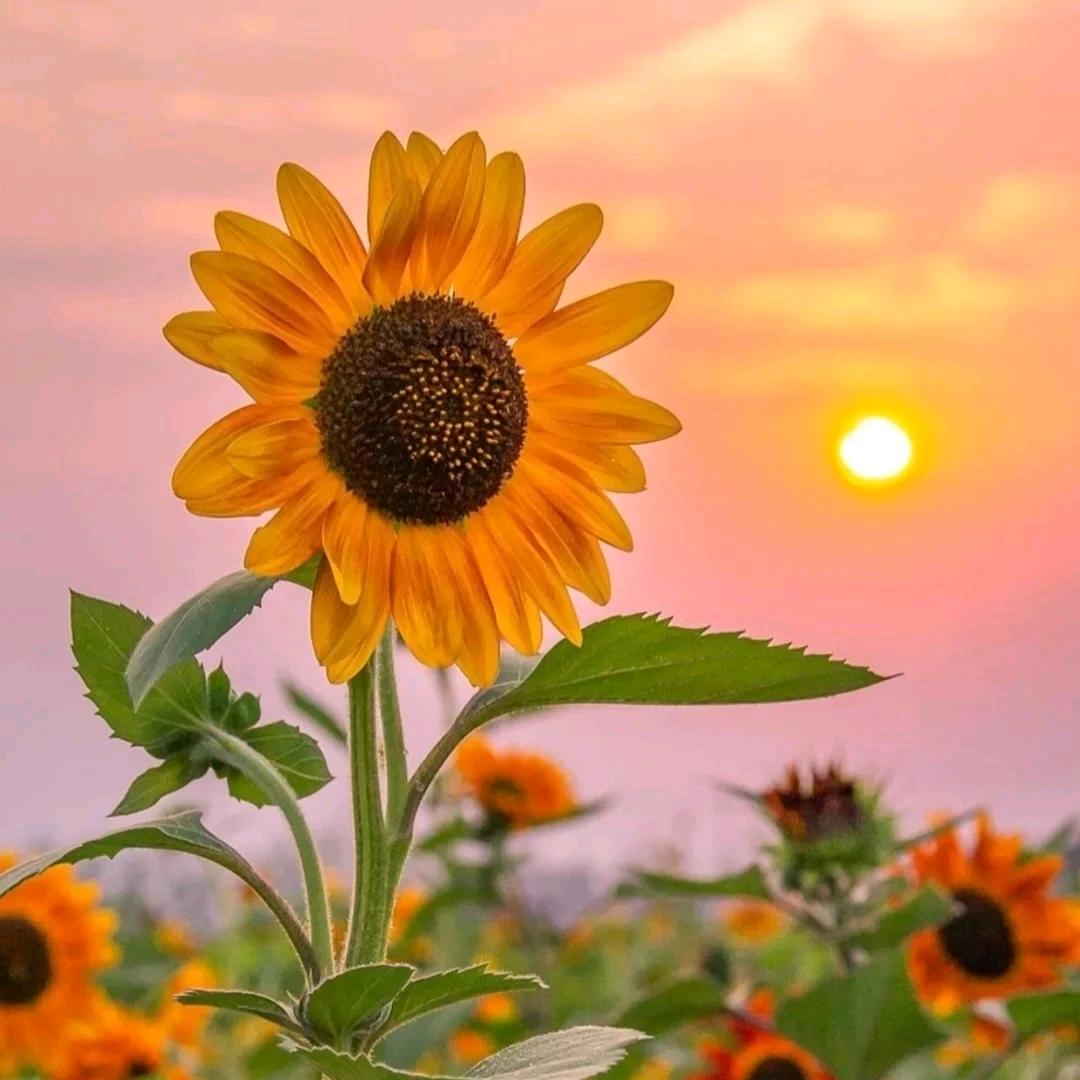 এ᭄微笑向暖ོ