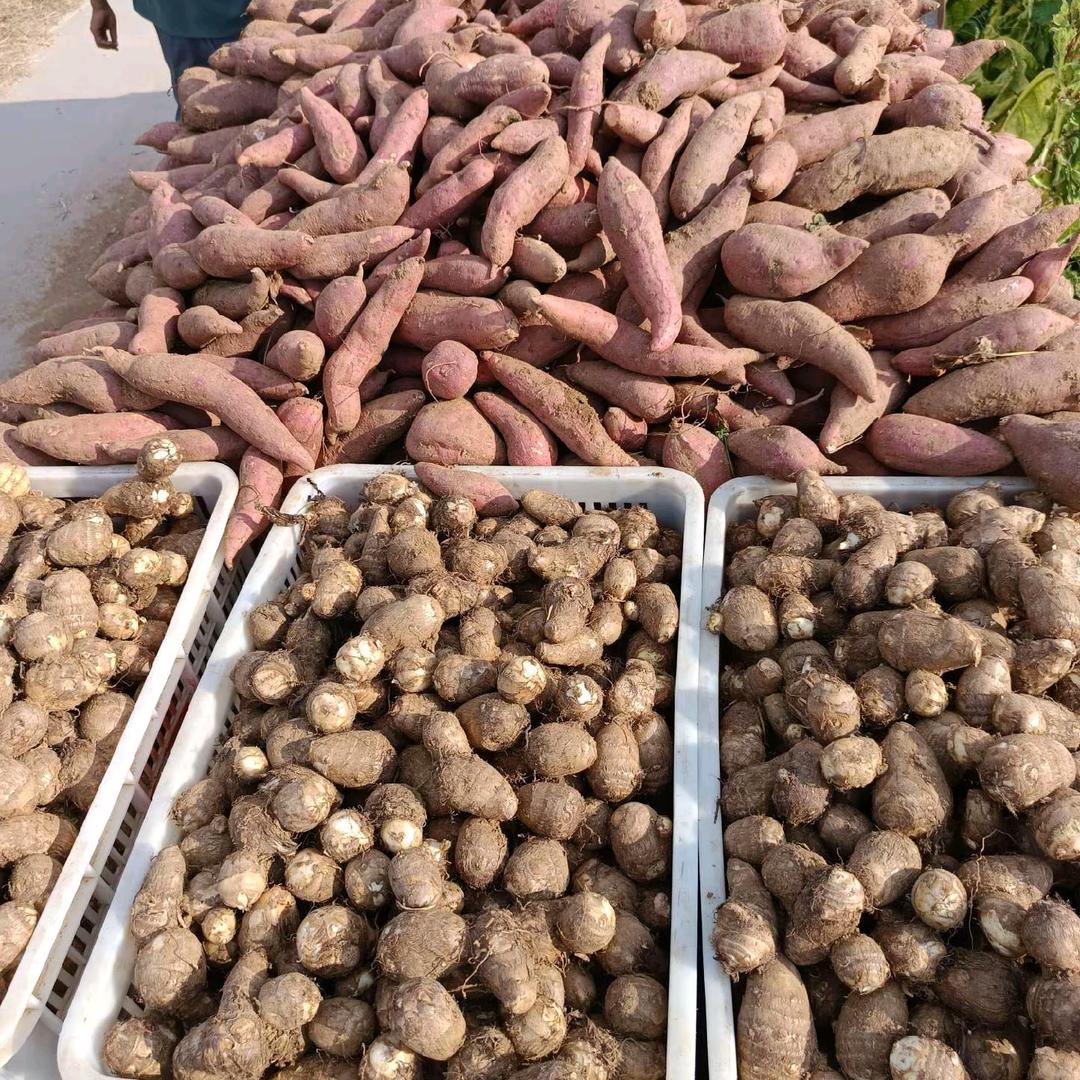 昌乐高崖地瓜🍠，芋头
