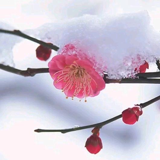 @tianmi