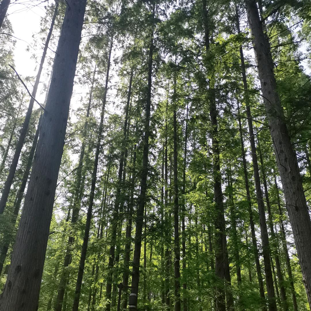 映君