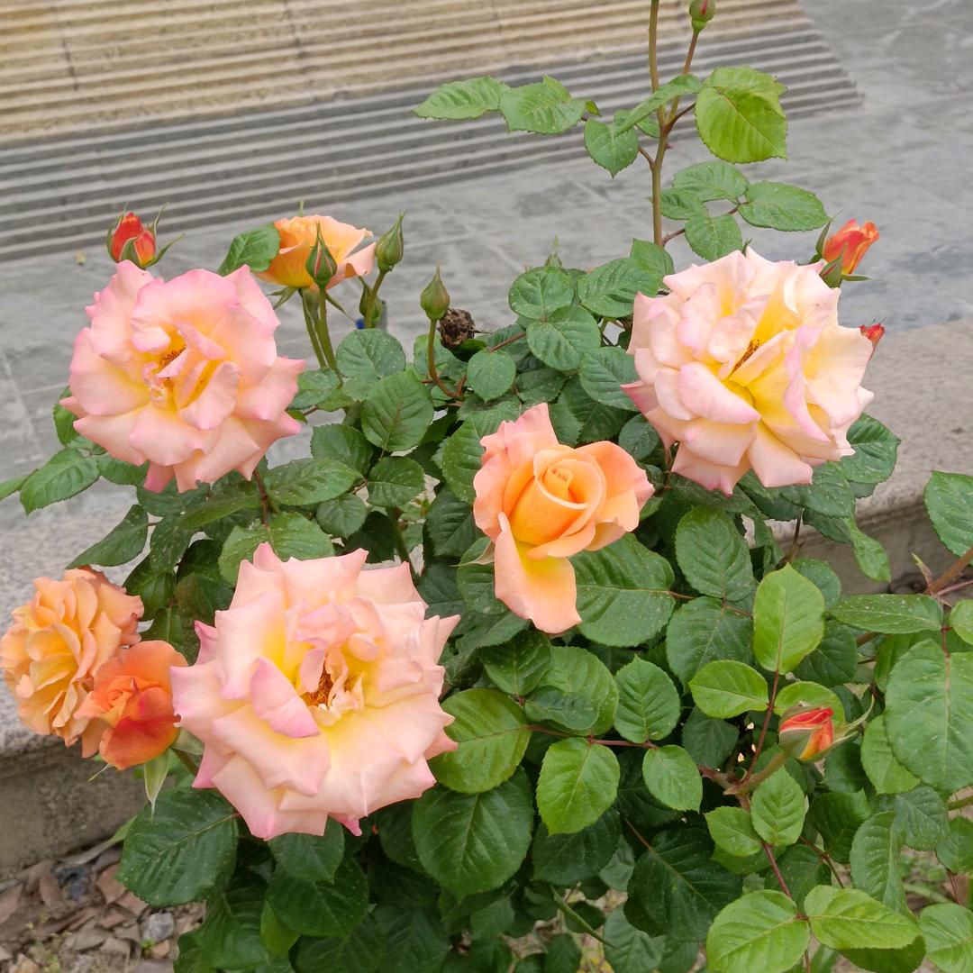 雨泽奶奶