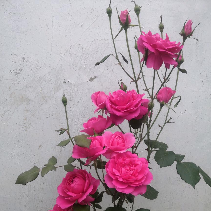 🌹团圆🌹
