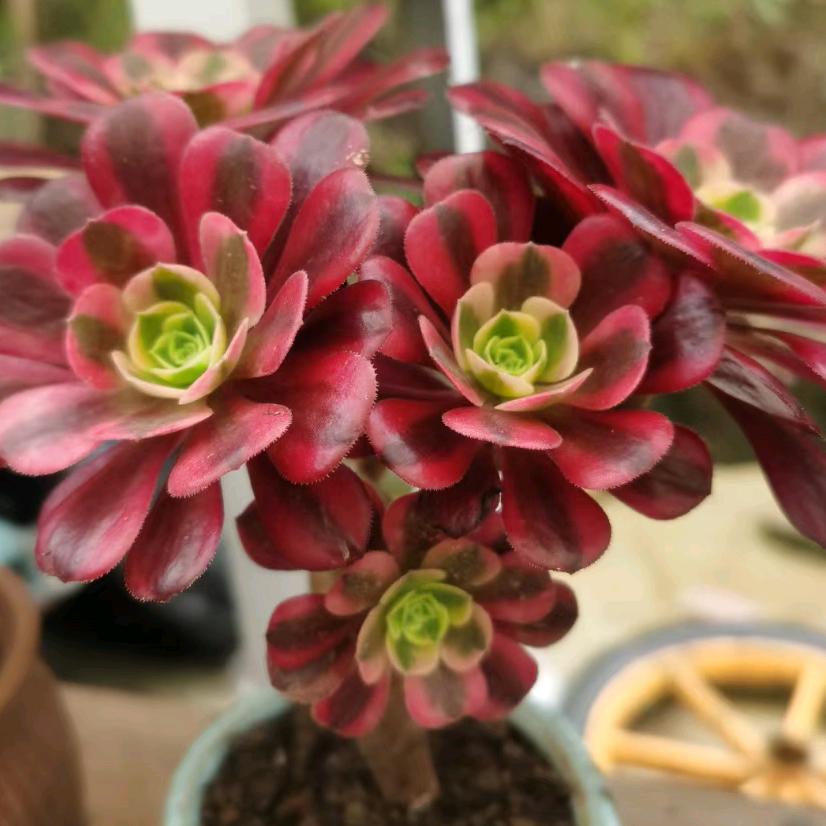 树欲静而风不止