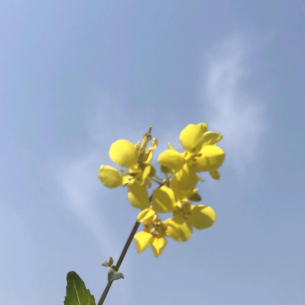 🌷树云🌷