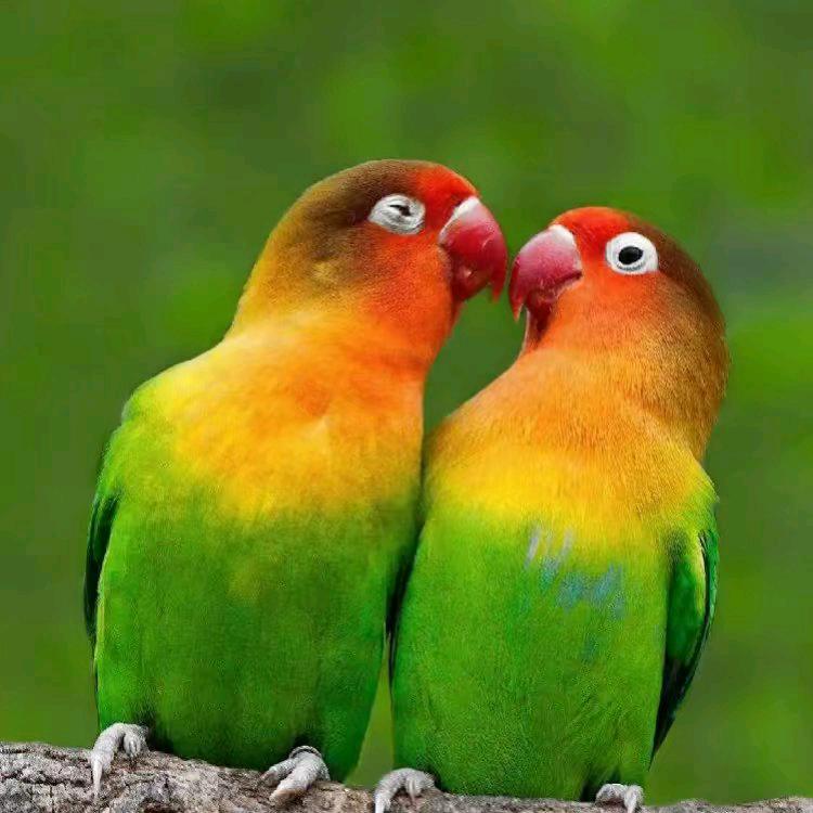 花开富贵长相守