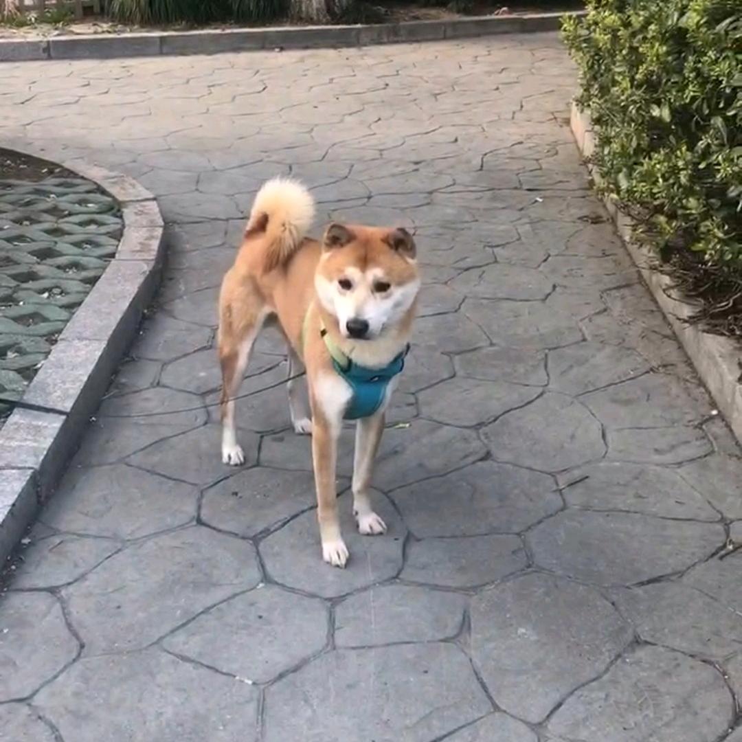 猫狗达人