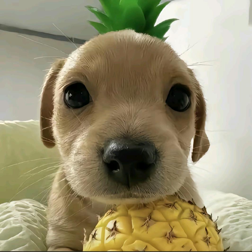 贝贝南瓜