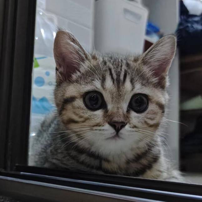 (๑><๑）