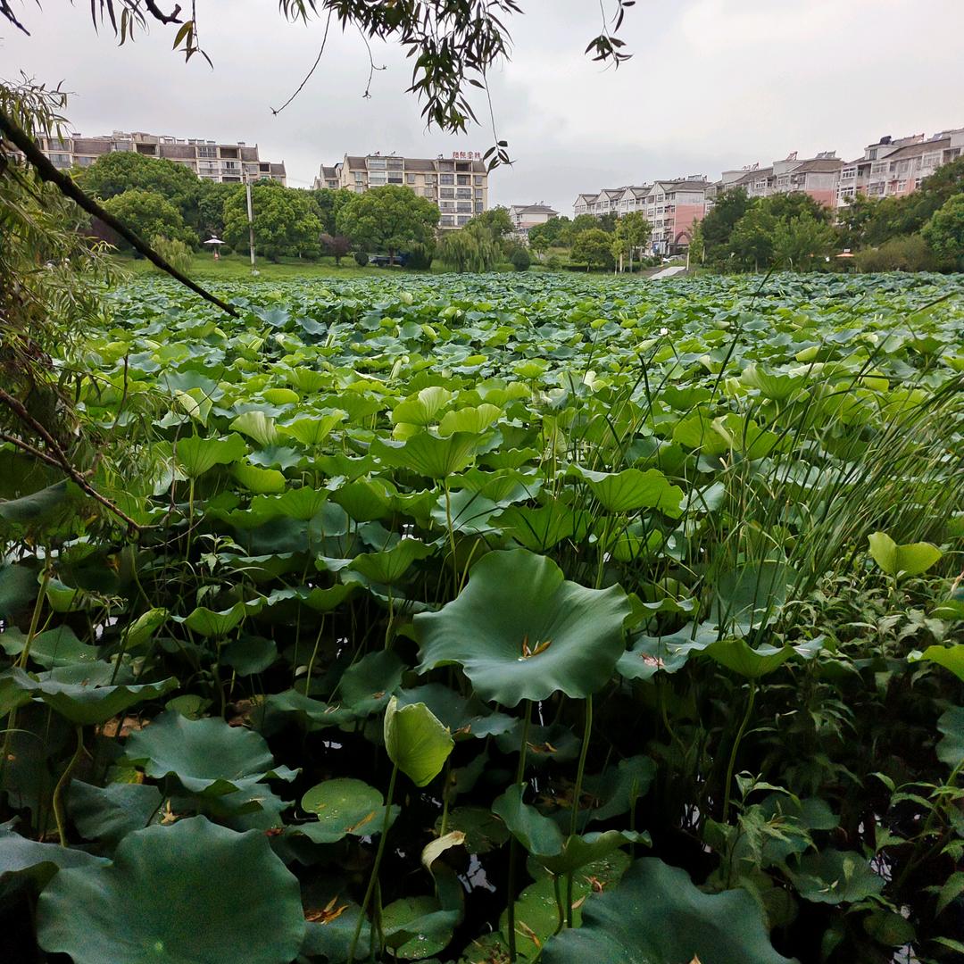 小玲铛