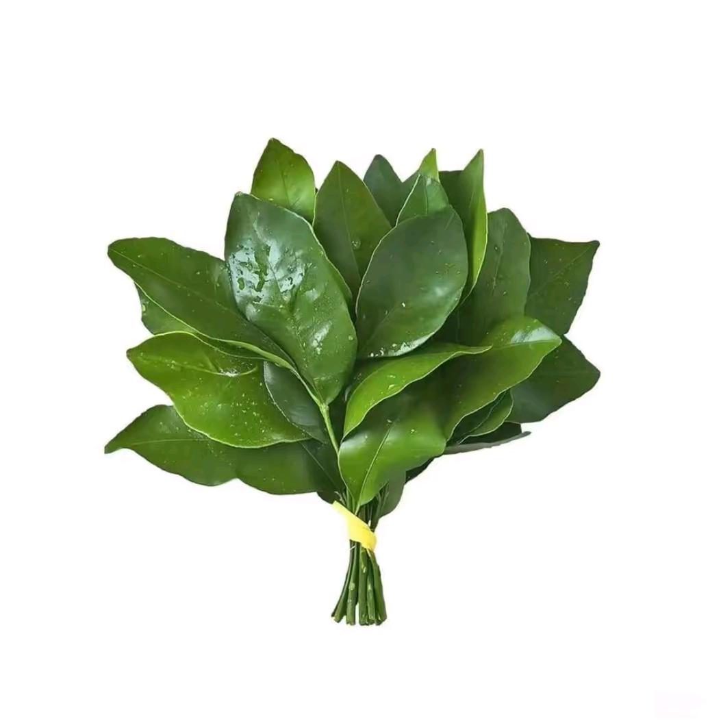 梨涡圆点
