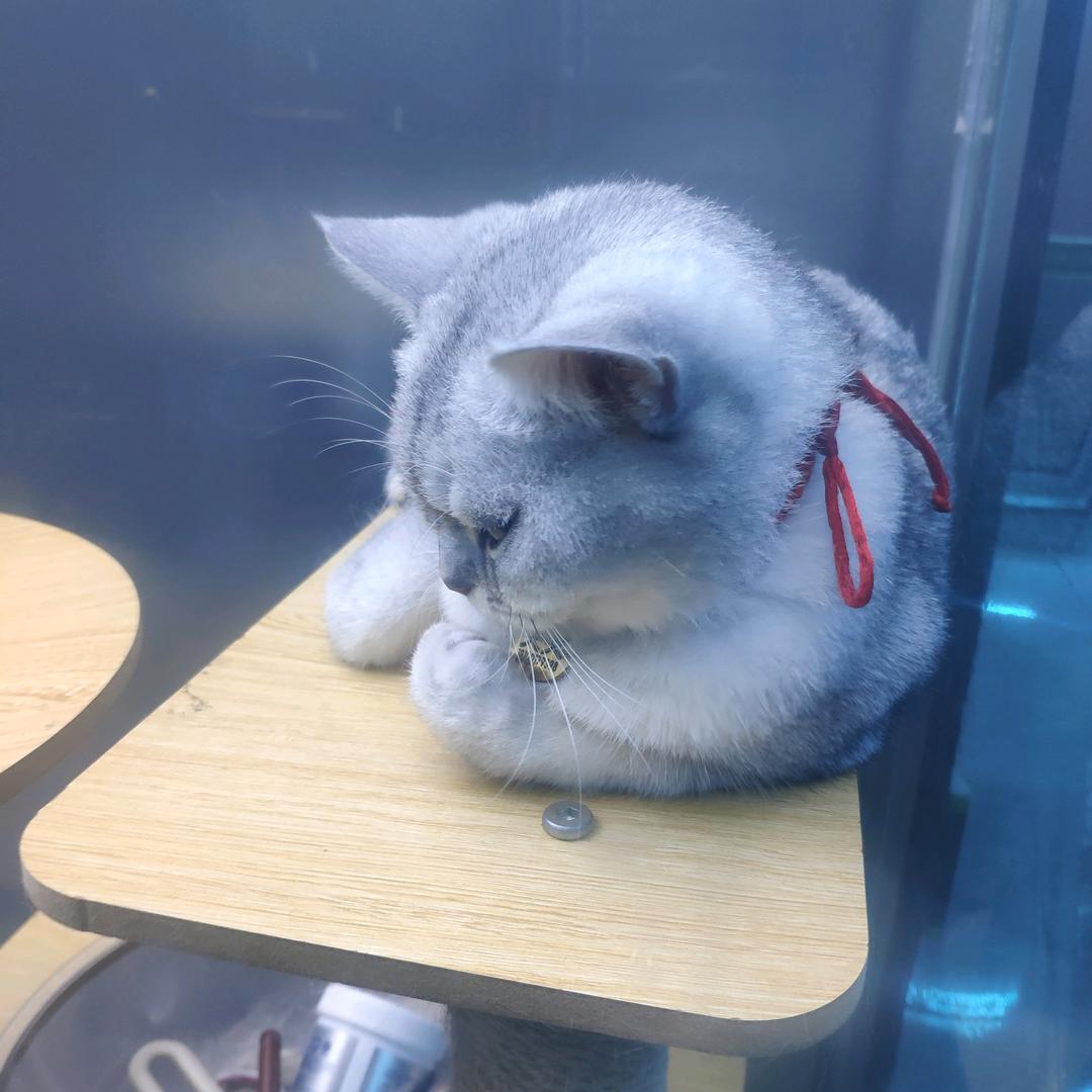 屁屁