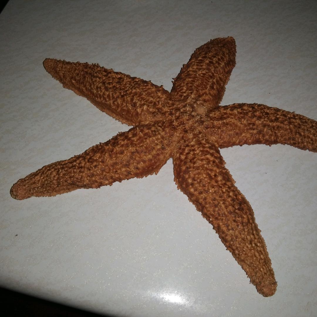 小羽树