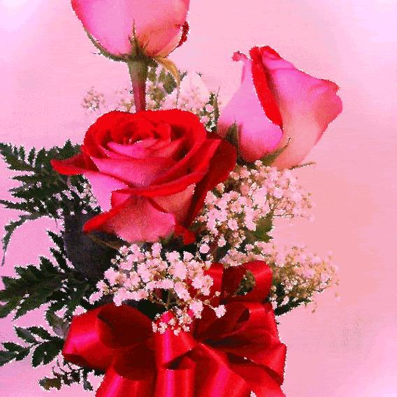 一朵玫瑰花🌹