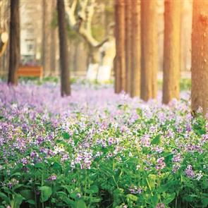 桑桑🌸致郁电台