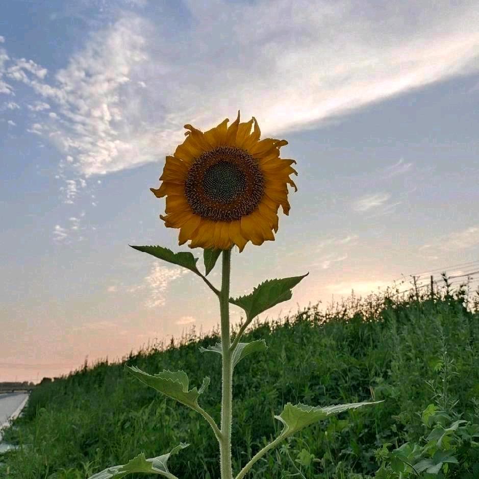 眼泪也会笑嘚嘛