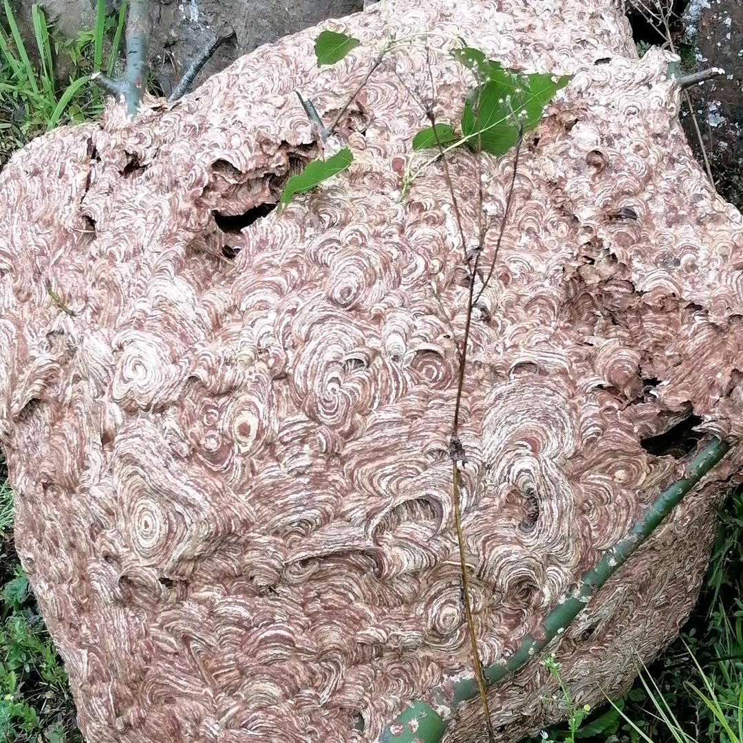 斌哥常见胡蜂处理中心