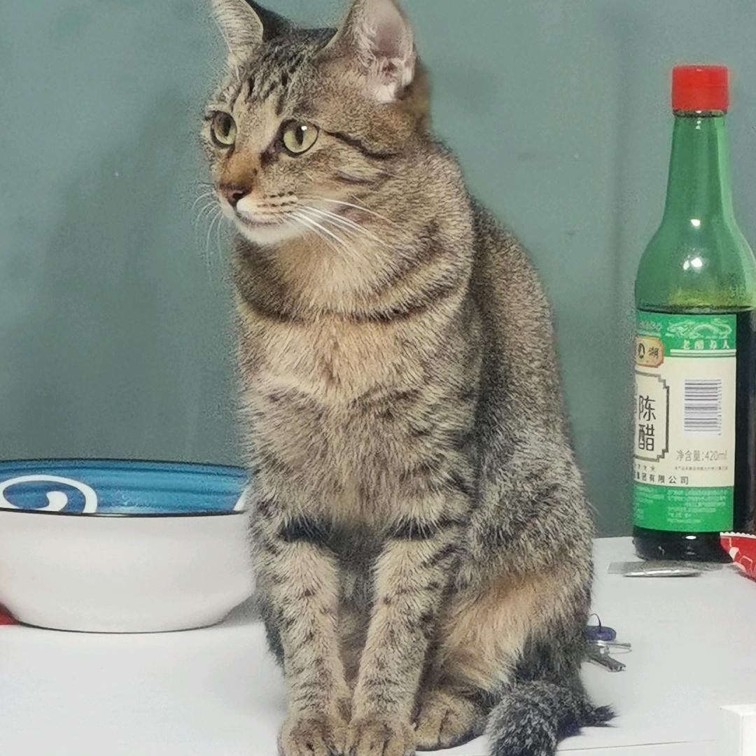 一个躲猫猫