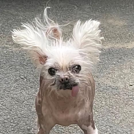 不与傻子玩（三角洲行动）