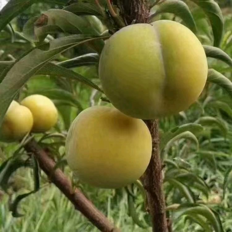 贵州高哥
