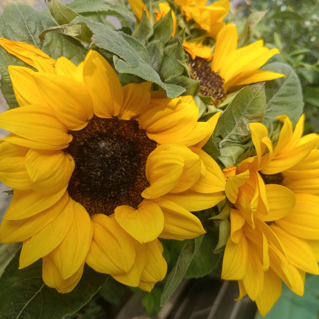 春暖花开(好物分享)