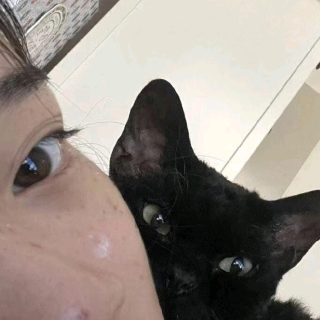 猫先生