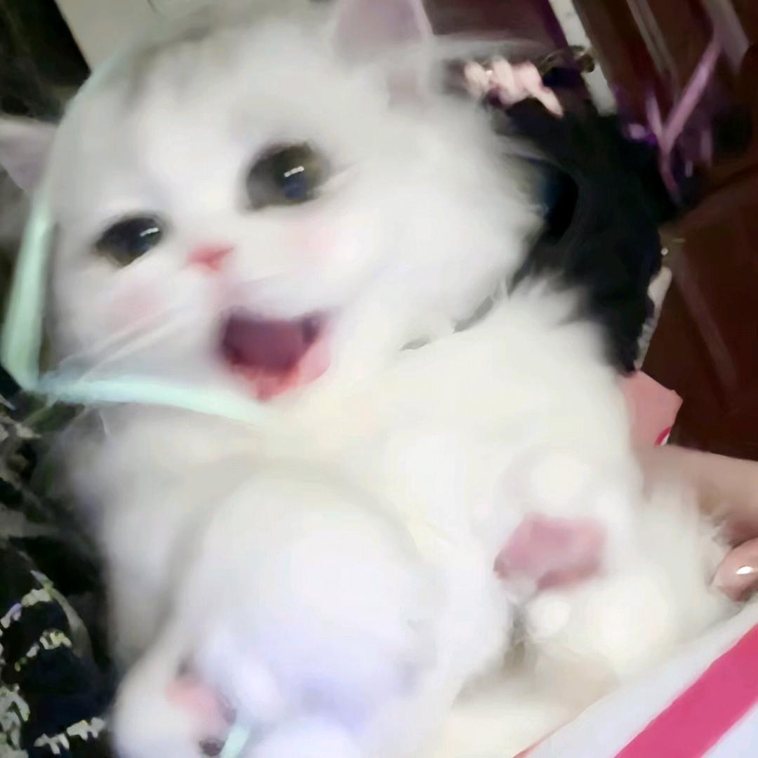 草莓.