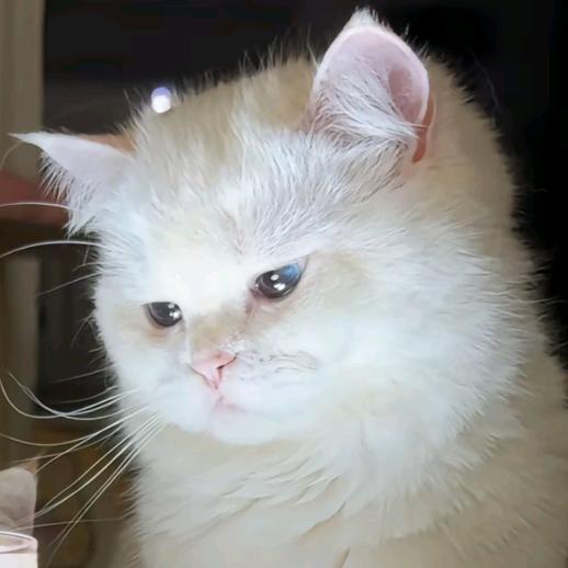 伊