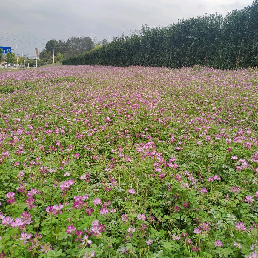 🍀🌸🍀回不去的从前🌸🍀🌸