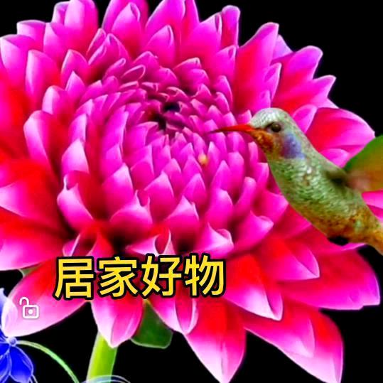 小蜂鸟有话说