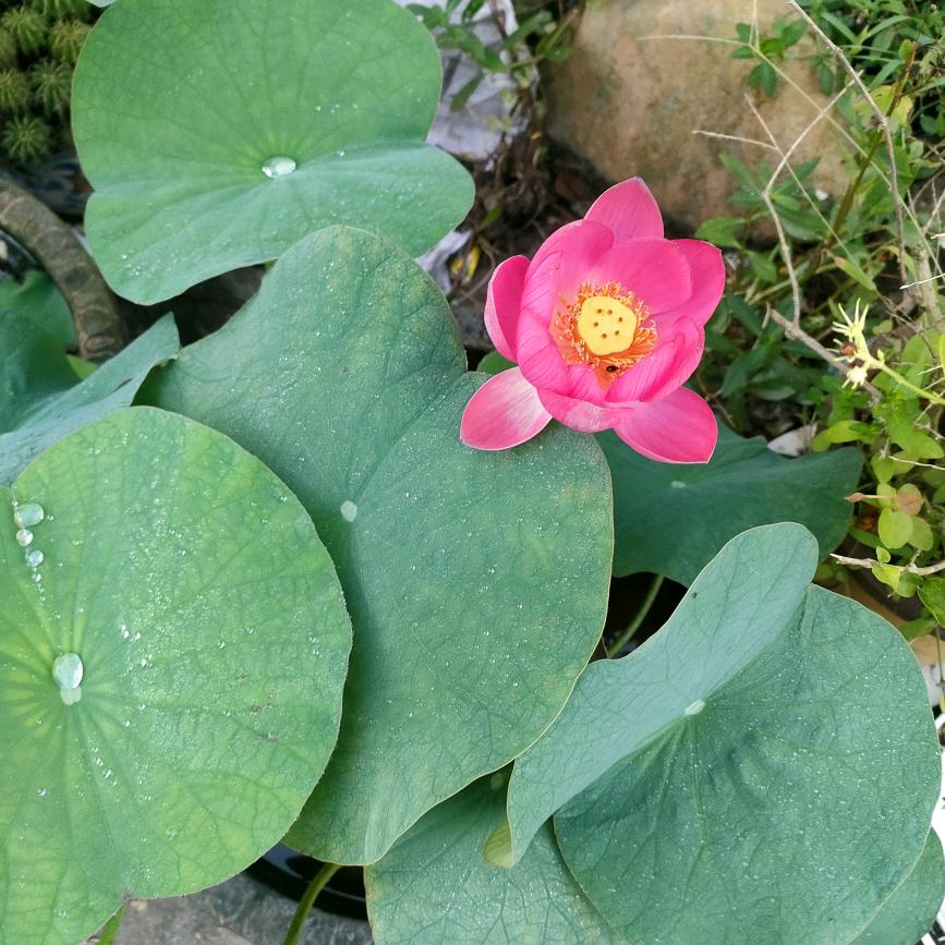 人间小苦瓜