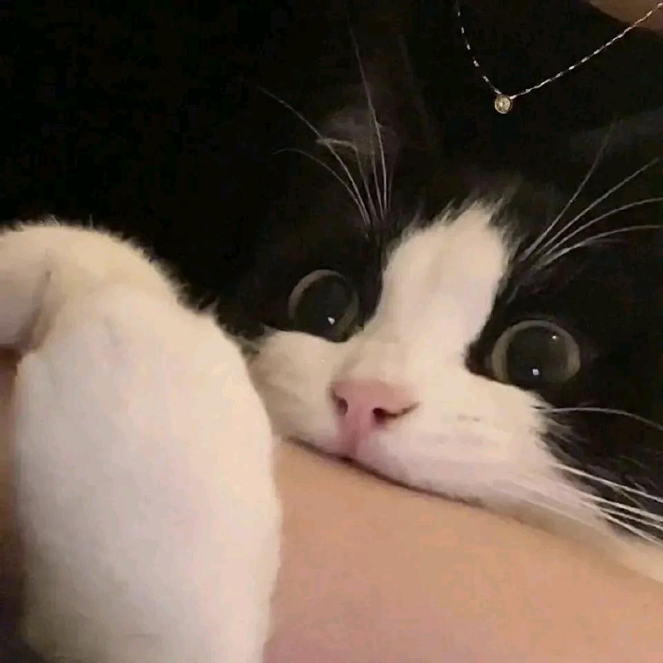 (｡･ω･)