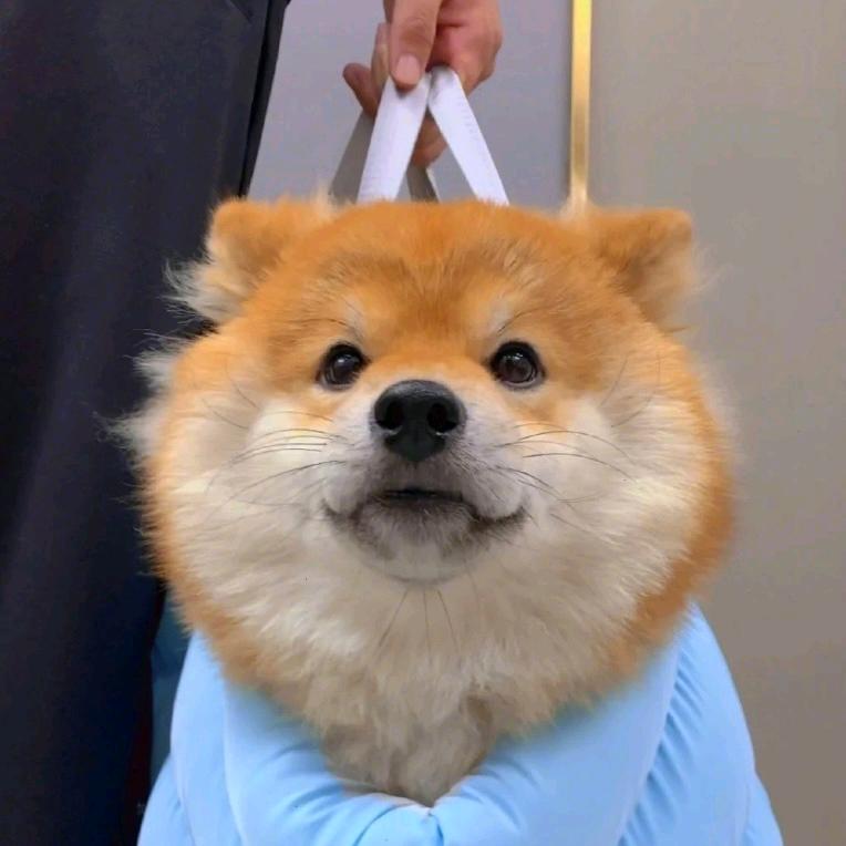 丁香
