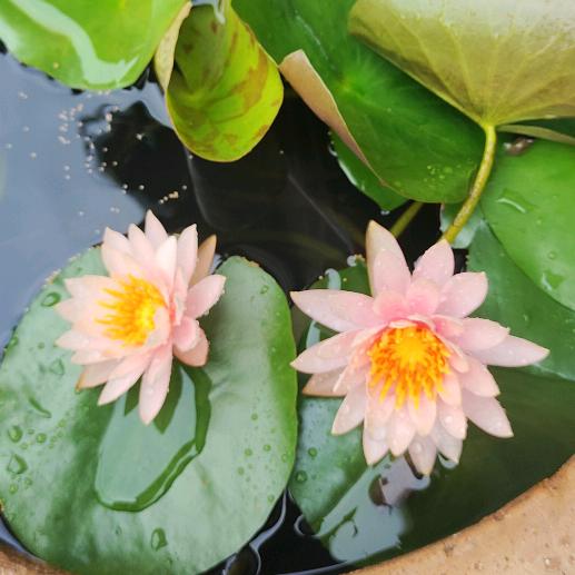 桃李世俗🍇随遇而安