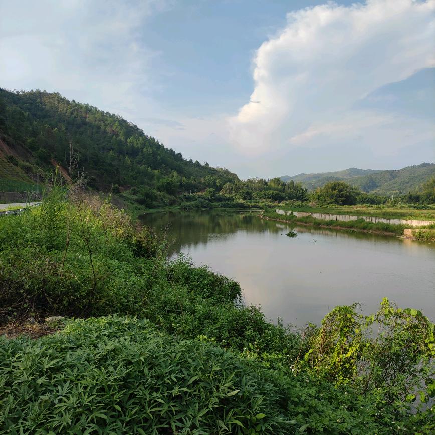 小鹰