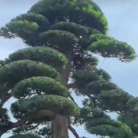 广艺园金弹子（弹毒阿广）