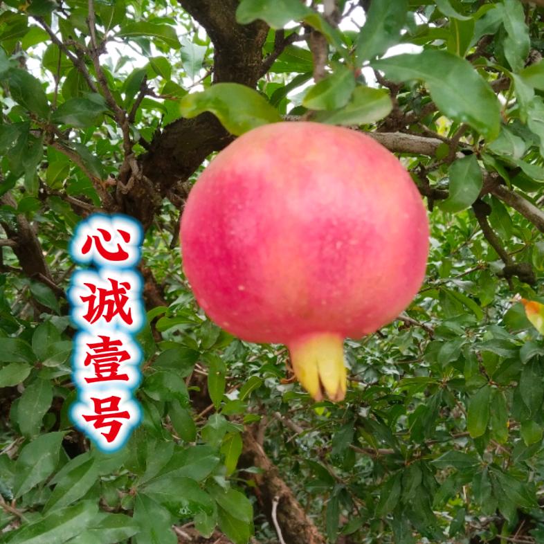 心诚科技园