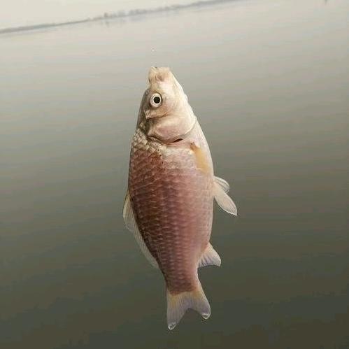 潮白河彬哥船钓