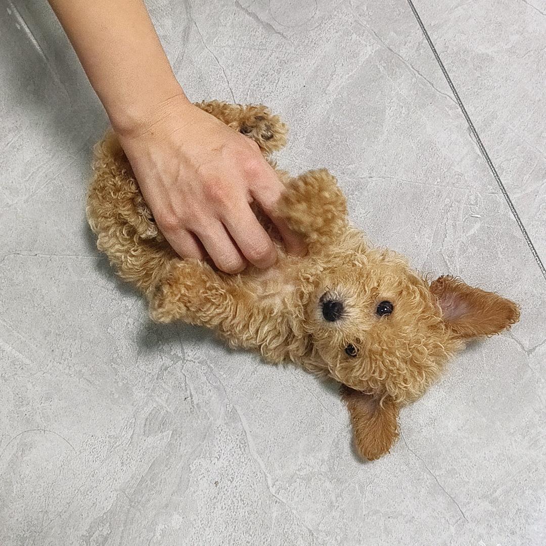 小瓶盖子