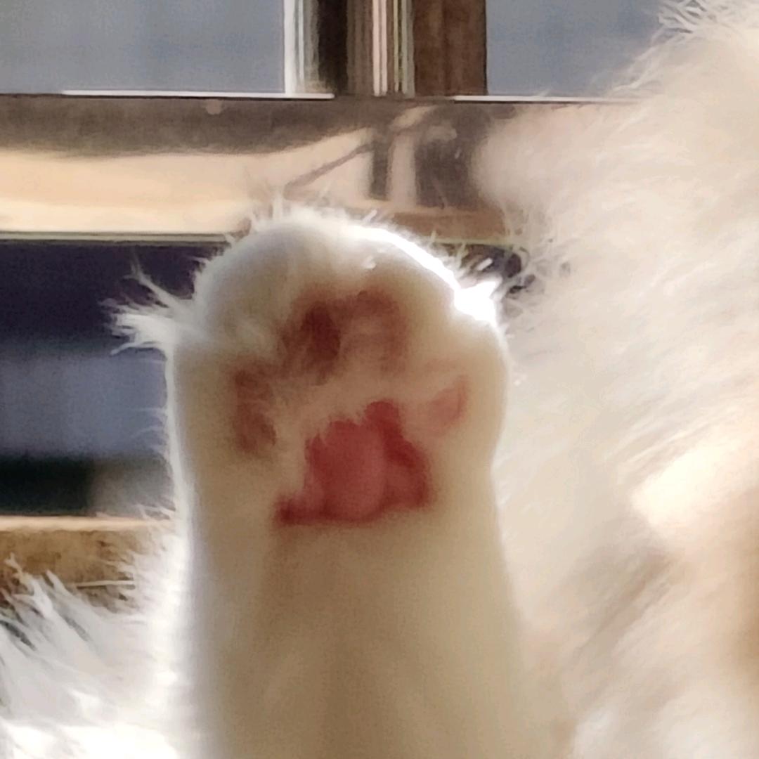 小亭子和两只猫
