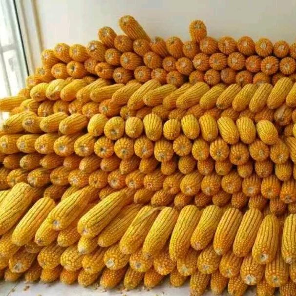 都种优品