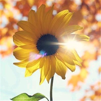 ℳღღᩚ᭄暖心向阳🌞᭄ৡᩚ࿐