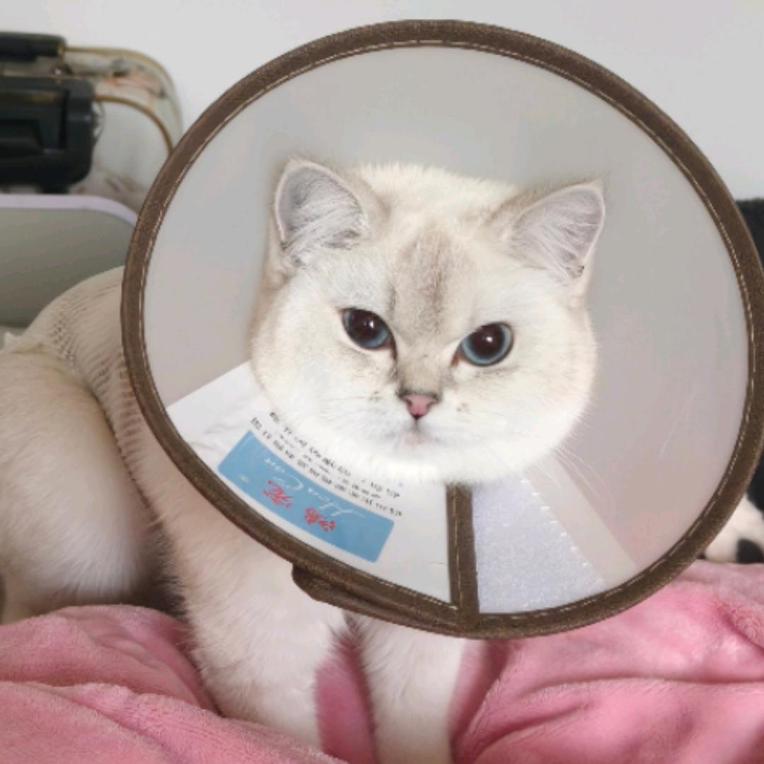 又家军（三只猫）