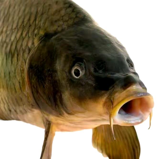 好辣蛙盒机（蛙好旺版）