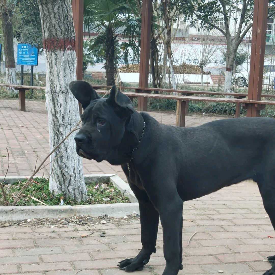 黑狼俱乐部老二