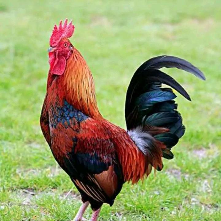 达州刘家麻辣鸡块（土鸡）