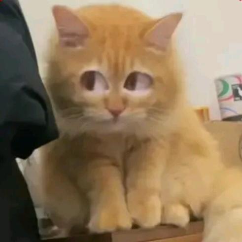倔强怪🐈‍⬛ˢº