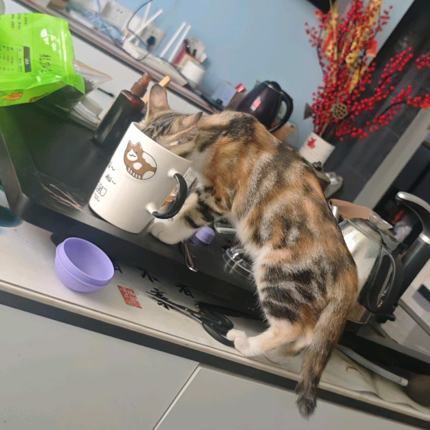 小西(三角洲行动)