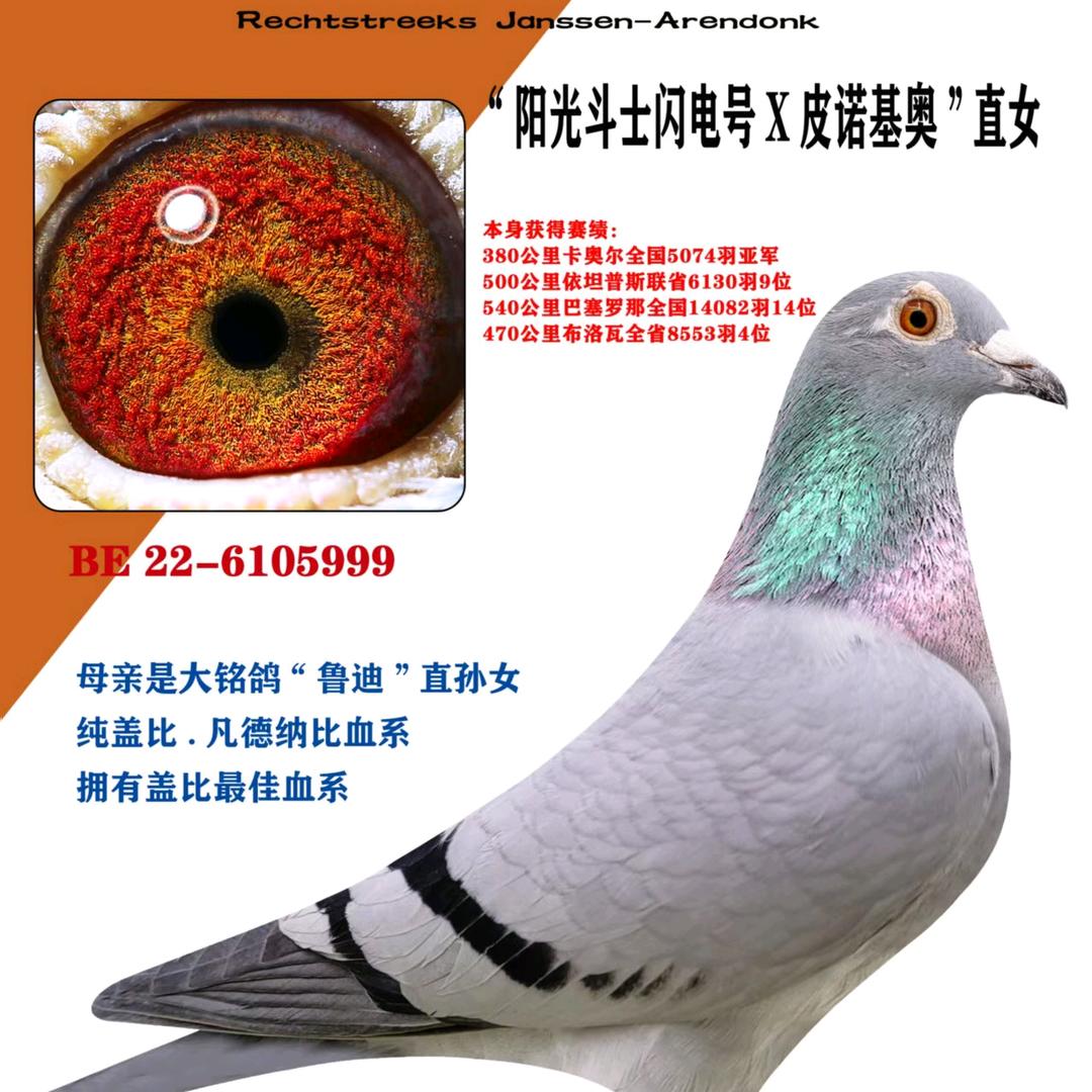 欧洲信鸽驿站