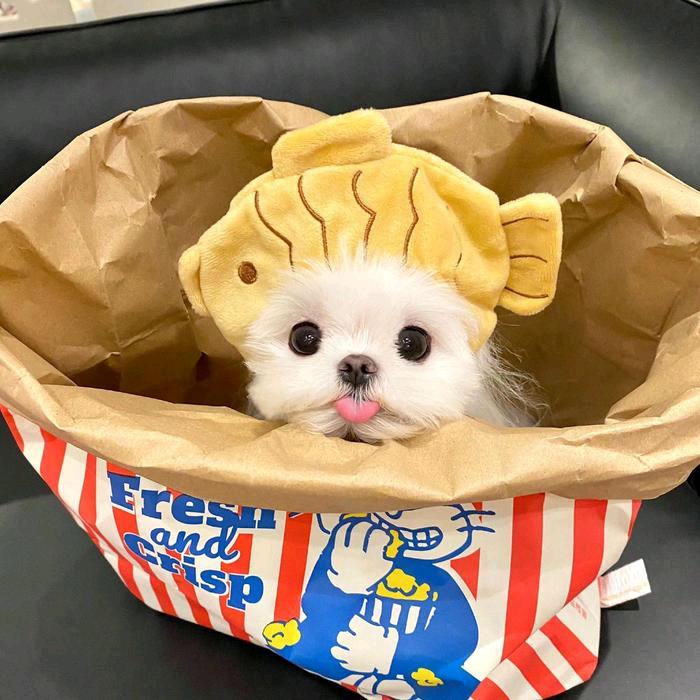 快来当领主_老黑