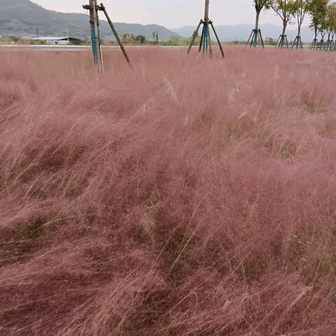 如水至清